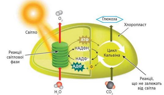 схема фотосинтеза
