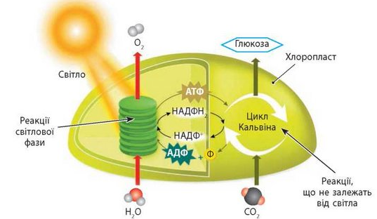 Световая фаза фотосинтеза картинка