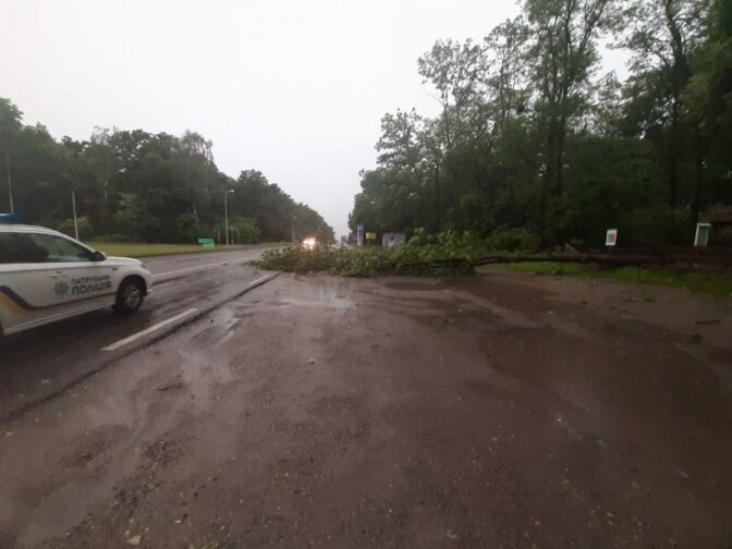 Во Львове мощный ураган повалил десятки деревьев