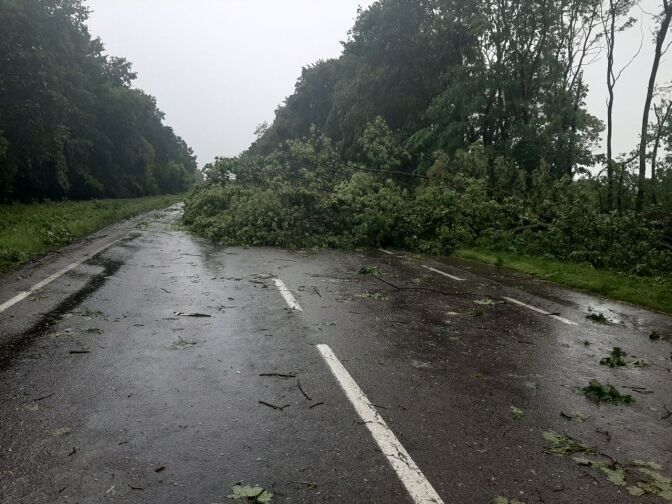 Во Львове мощный ураган повалил десятки деревьев