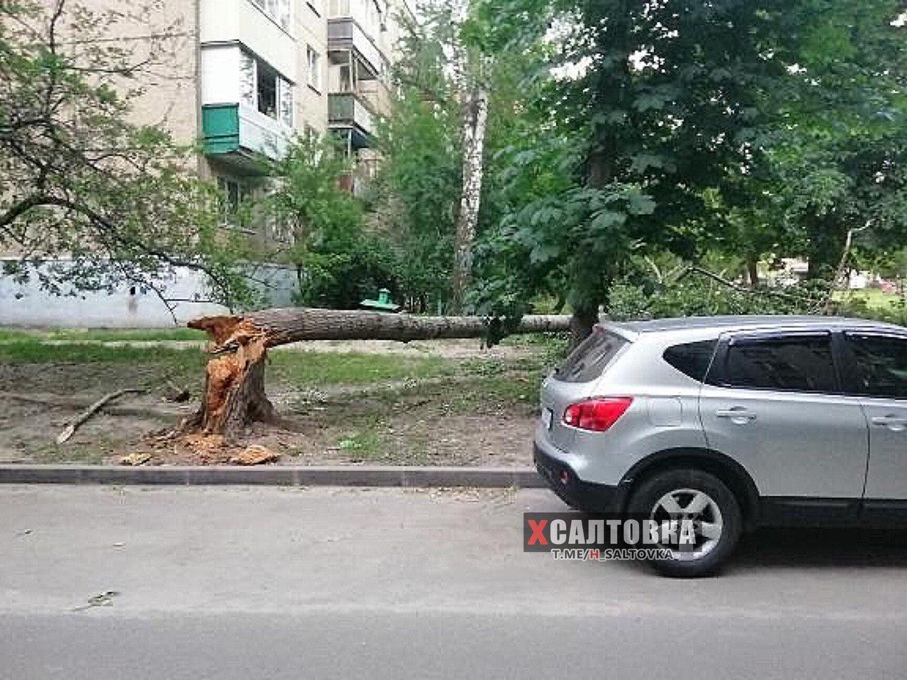 Упавшее дерево в Харькове
