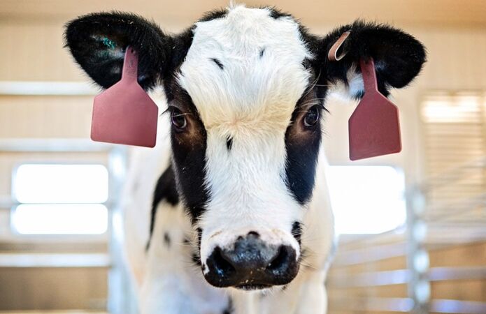 В США начнут тестировать лекарства от COVID-19 из плазмы коровы