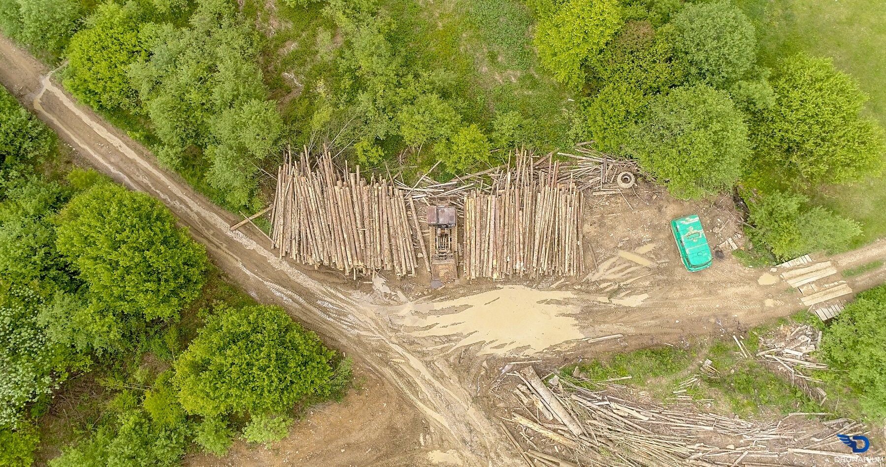 Ліси Карпат буквально "лисіють"