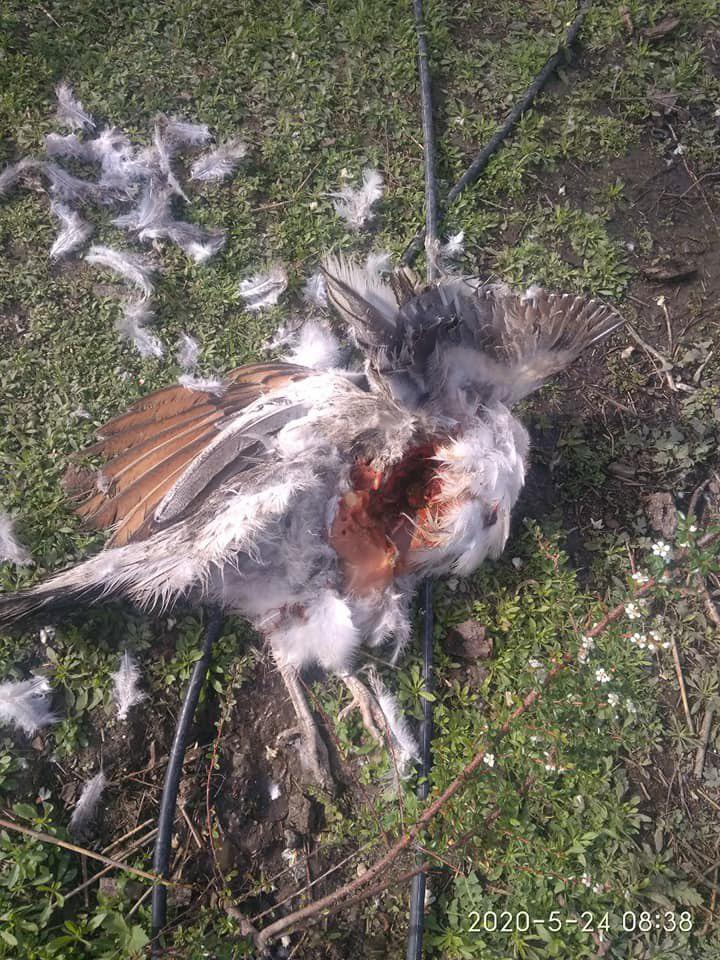 Загиблі птахи