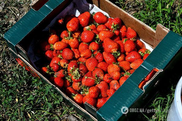 Цены на клубнику выросли до 100 грн