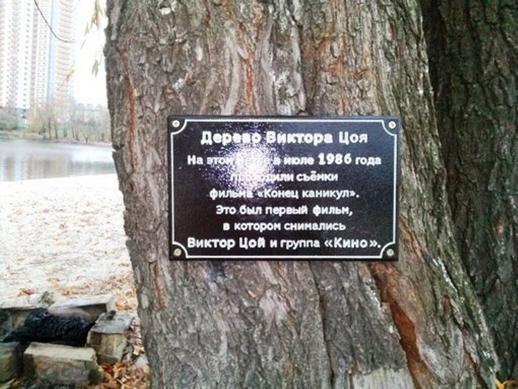 Дерево Віктора Цоя