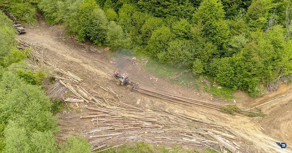 Последствия незаконных вырубок леса в Карпатах
