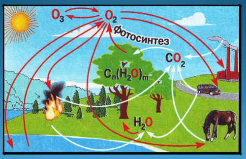 Колообіг Оксигену в природі