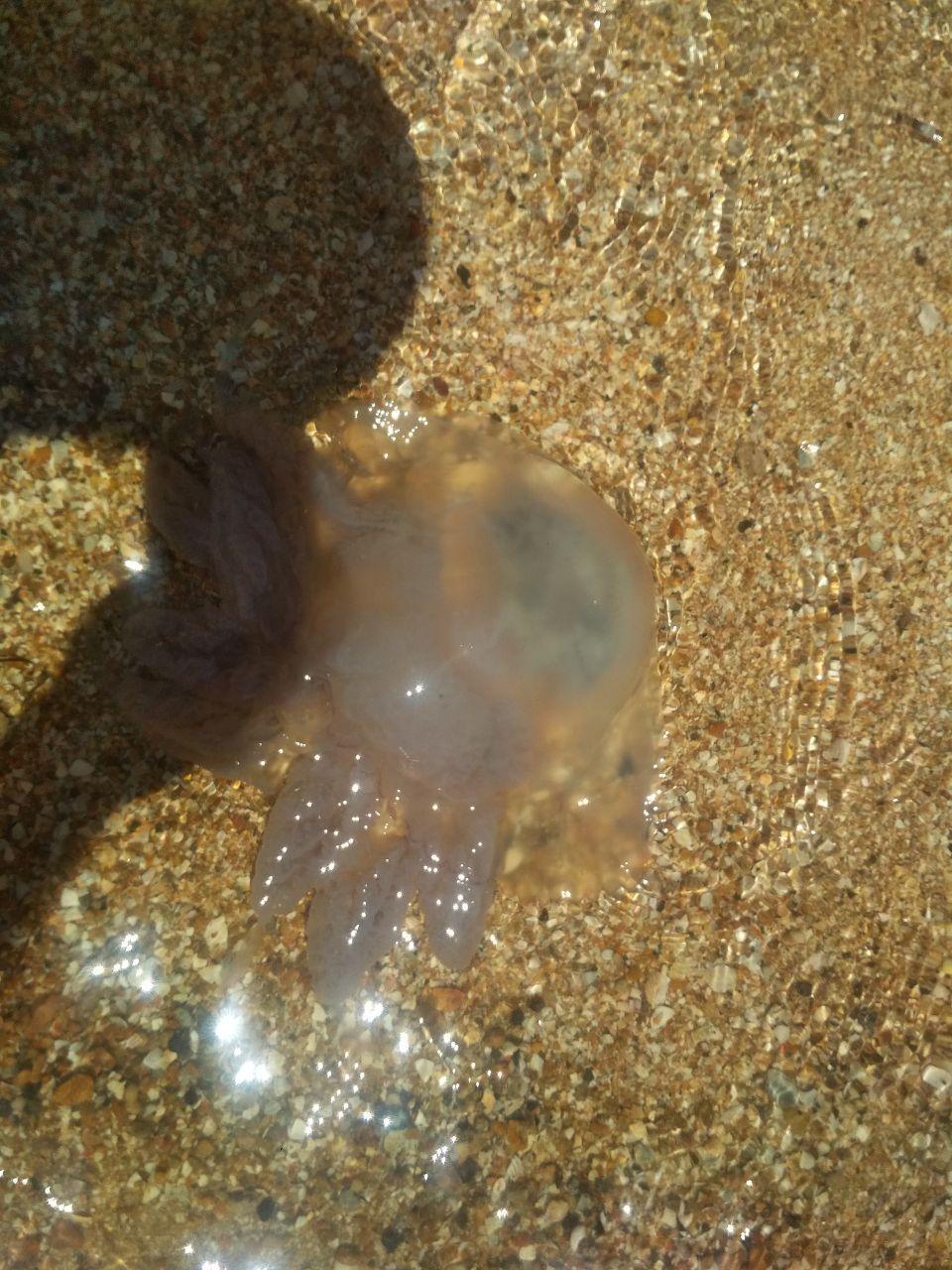 Медузы у побережья Азовского моря.