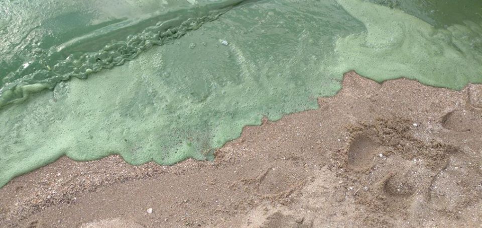 В Николаеве "позеленела" вода на пляже