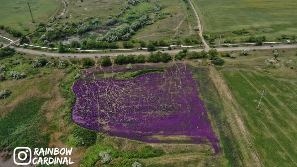Под Одессой любители селфи уничтожили уникальное "фиолетовое поле": фото и видео