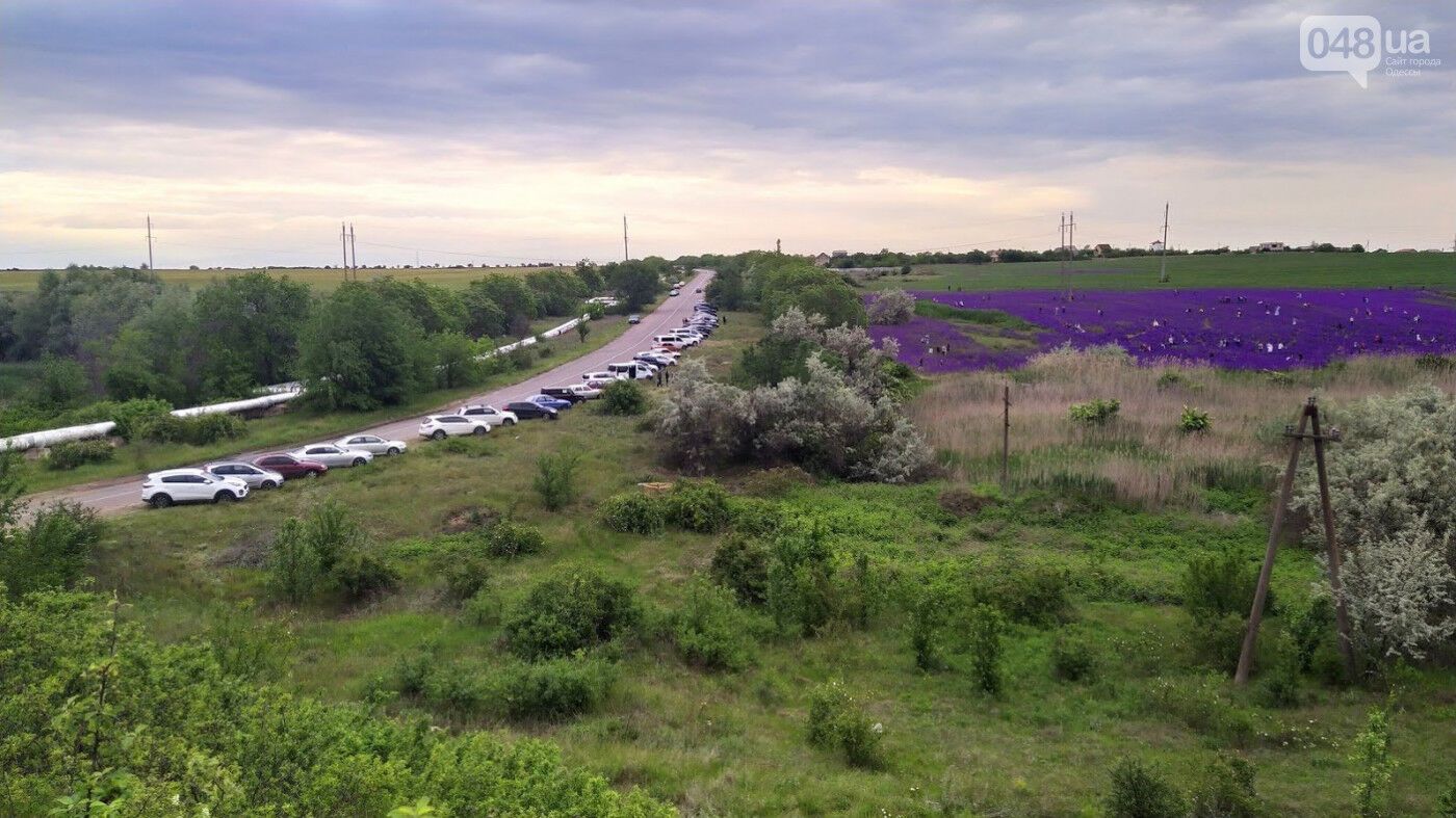 Под Одессой любители селфи уничтожили уникальное "фиолетовое поле": фото и видео