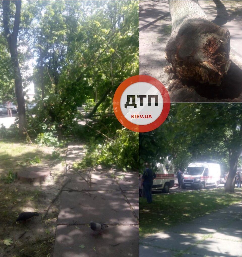 В Киеве на территории университета дерево упало на людей