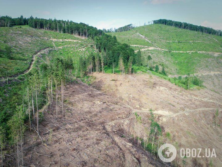 Масштабы вырубки леса в Карпатах