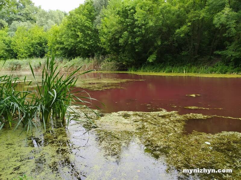 У Ніжині ставок став рожевим