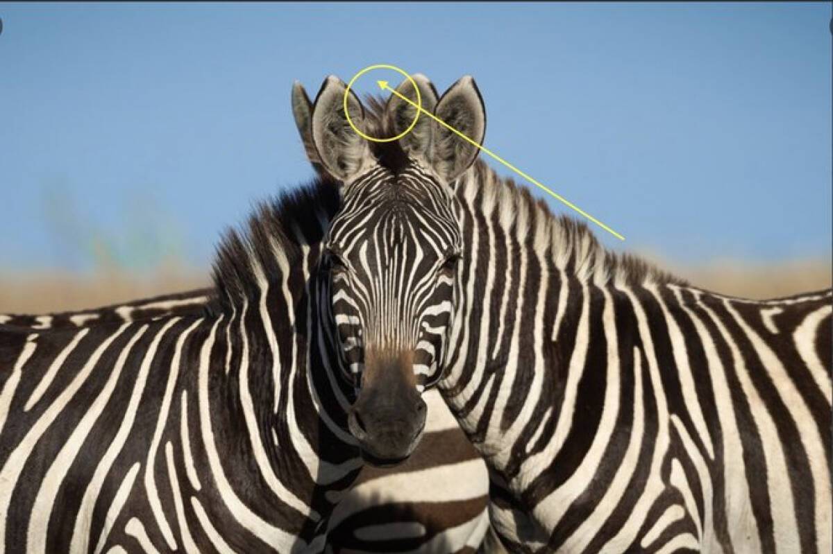 Какая зебра впереди: новая оптическая иллюзия озадачила сотни людей в сети