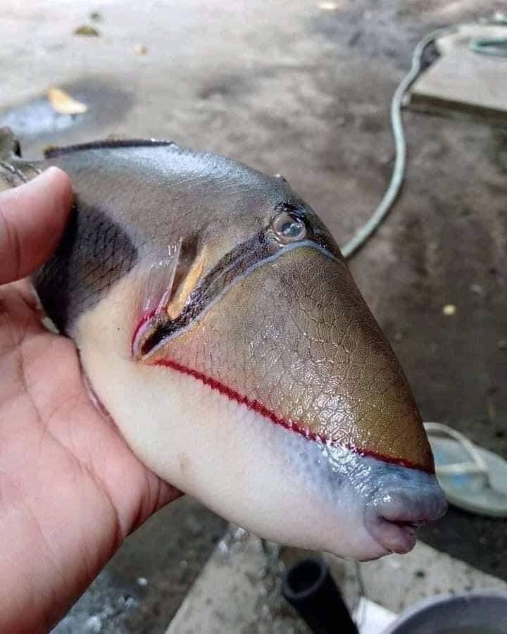 Фото рыбы стало вирусным в сети.