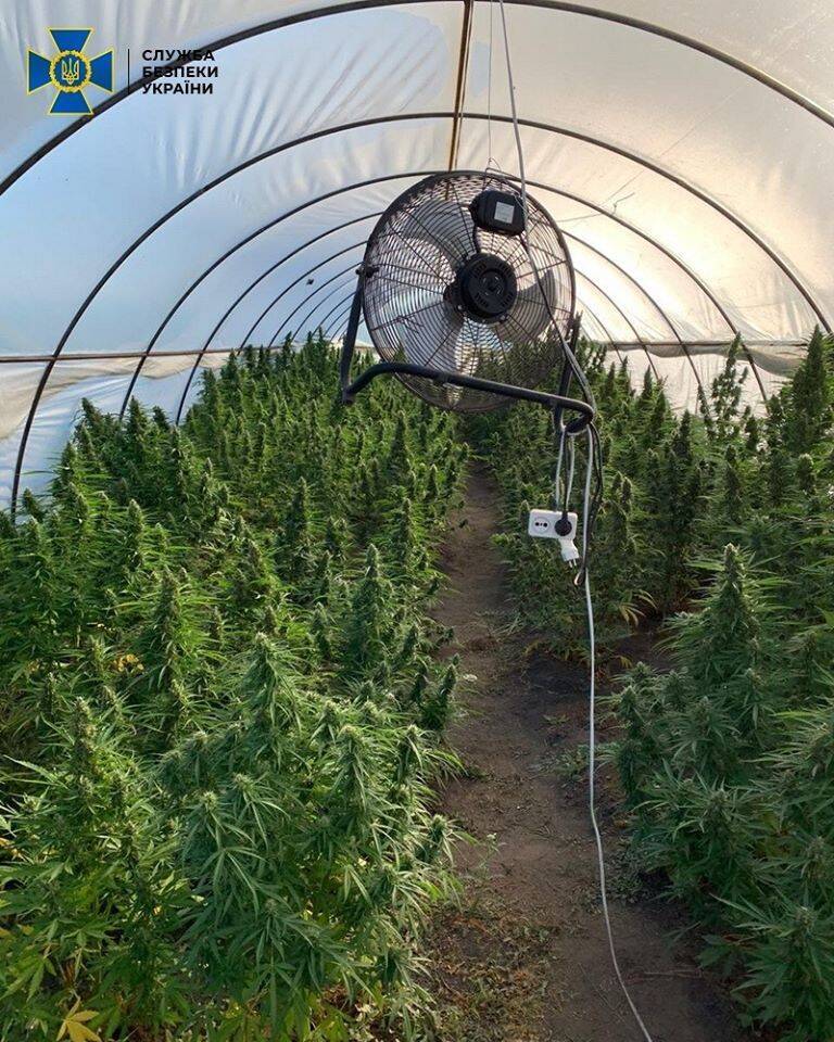 На Днепропетровщине накрыли тайную плантацию конопли