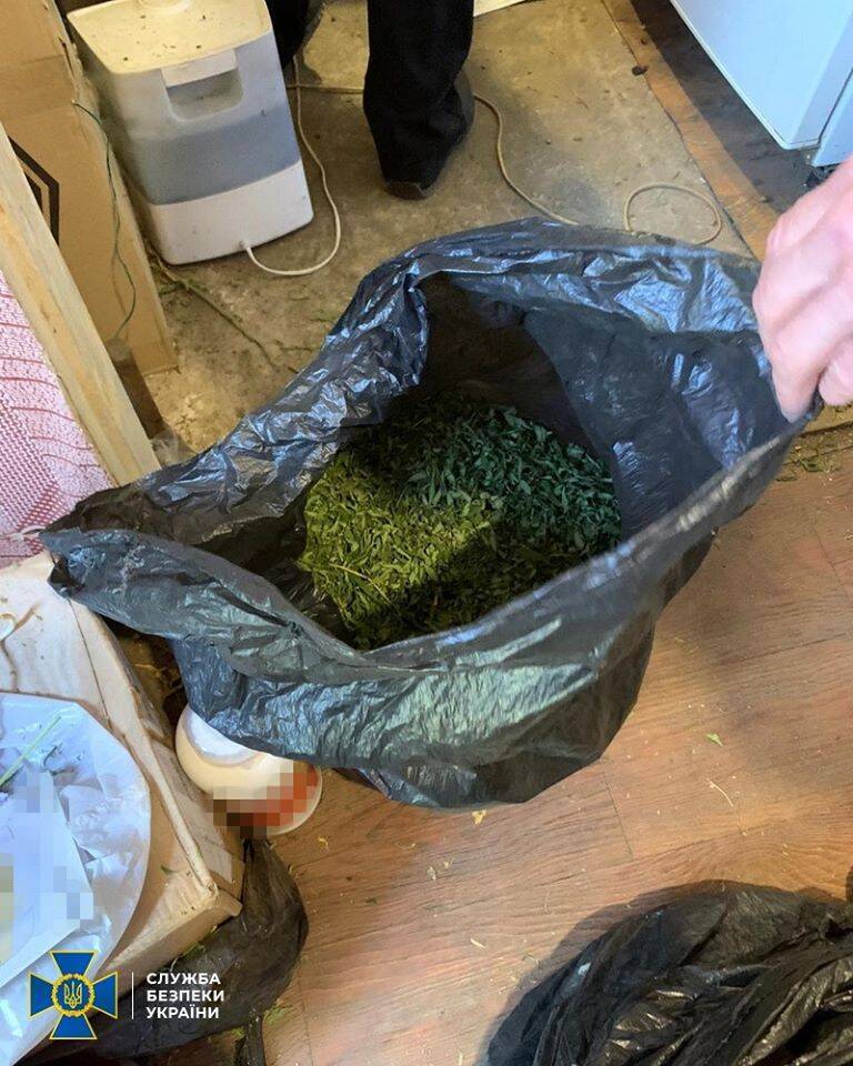 На Днепропетровщине накрыли тайную плантацию конопли