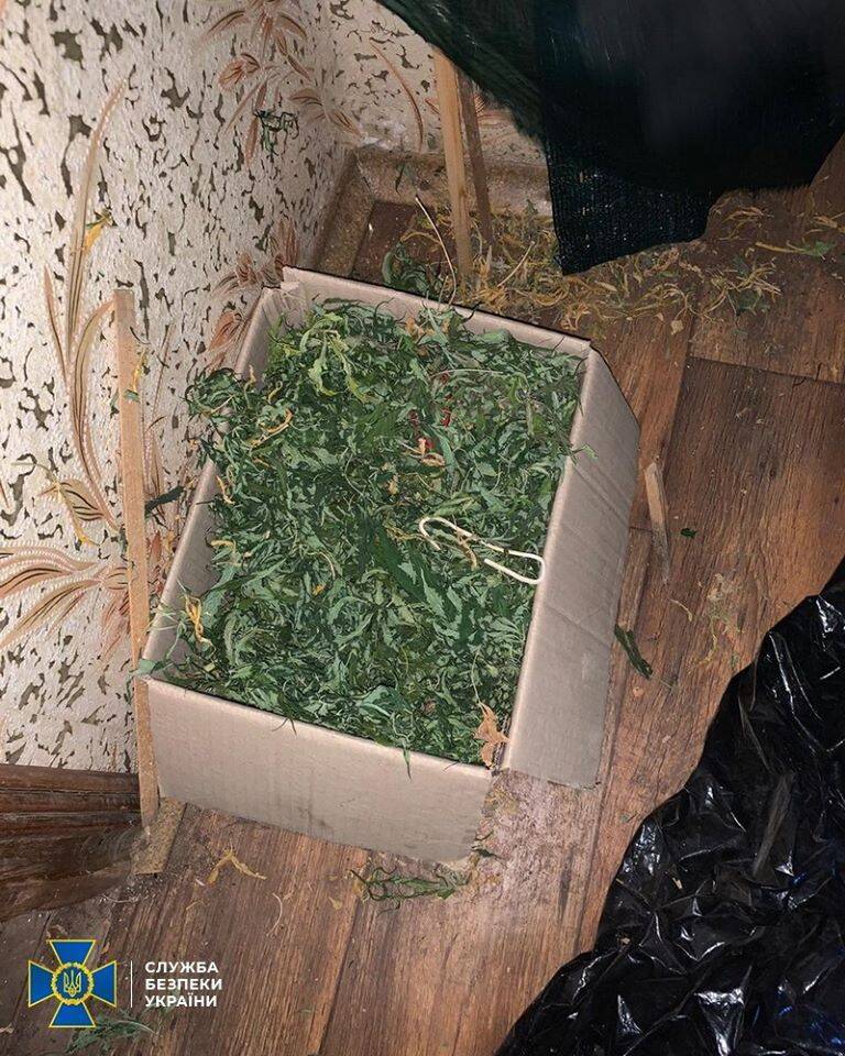 На Днепропетровщине накрыли тайную плантацию конопли