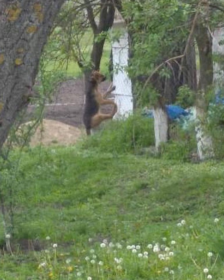 У Дніпрі винесли вирок шкуродеру, який повісив цуценя