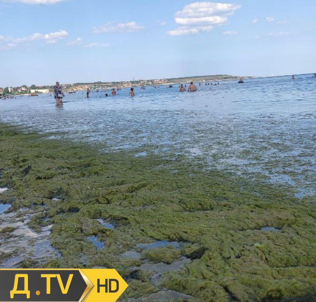 В Одессе позеленело море: экологи предостерегли от купания. Фото и видео
