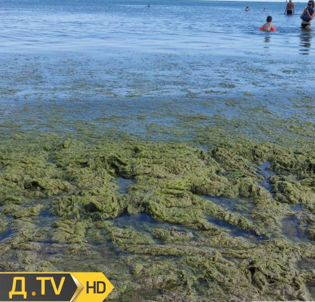 В Одессе позеленело море: экологи предостерегли от купания. Фото и видео