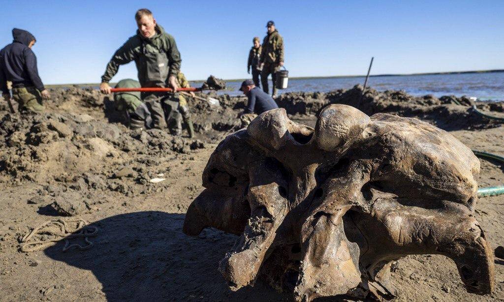 Ученым удалось найти еще больше костей мамонта