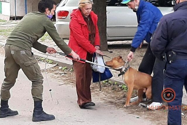 В Днепре собаки нападают на горожан. Фото "Информатор"