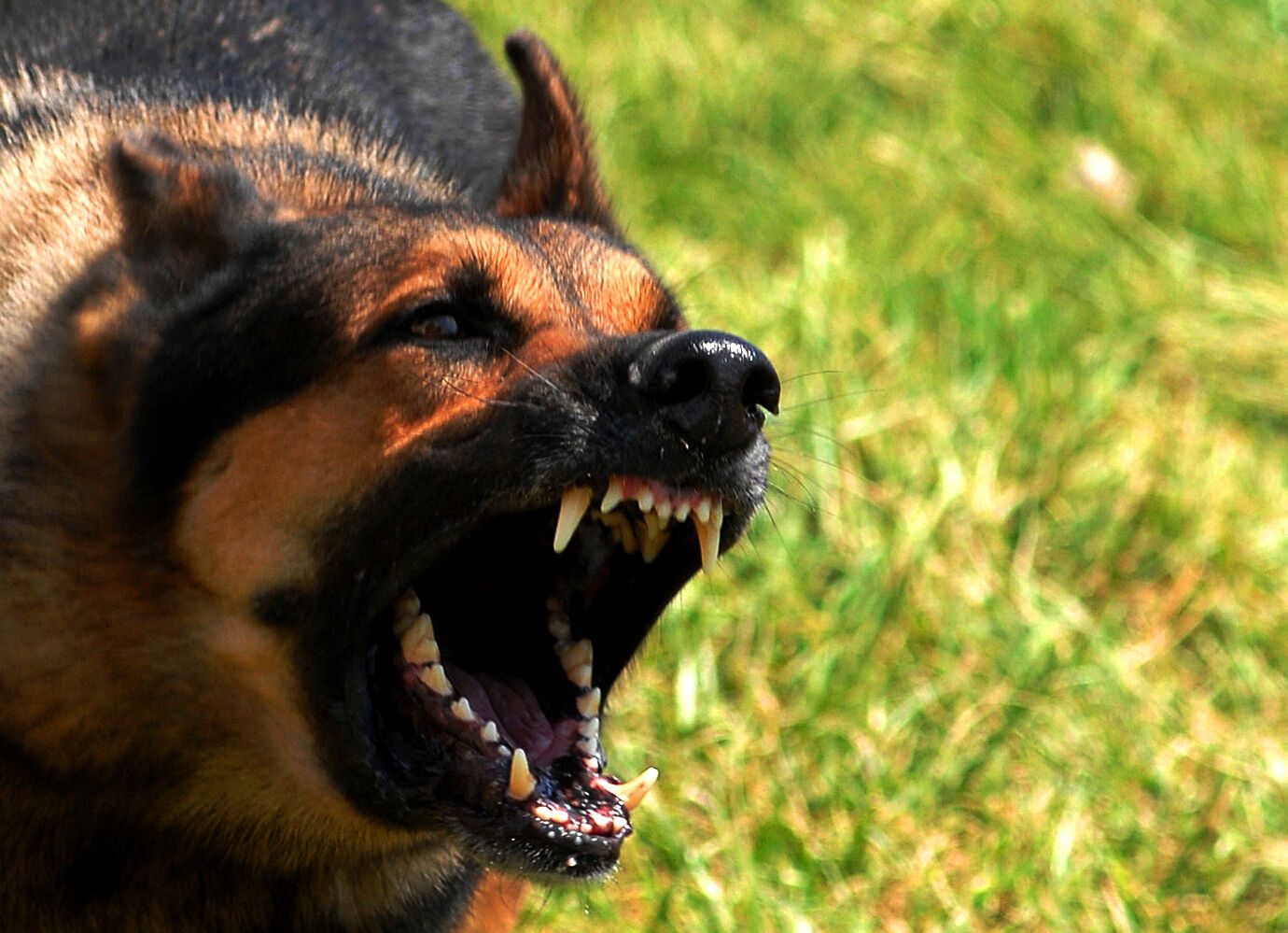 В Днепре собаки нападают на горожан. Фото "ИА Regnum"