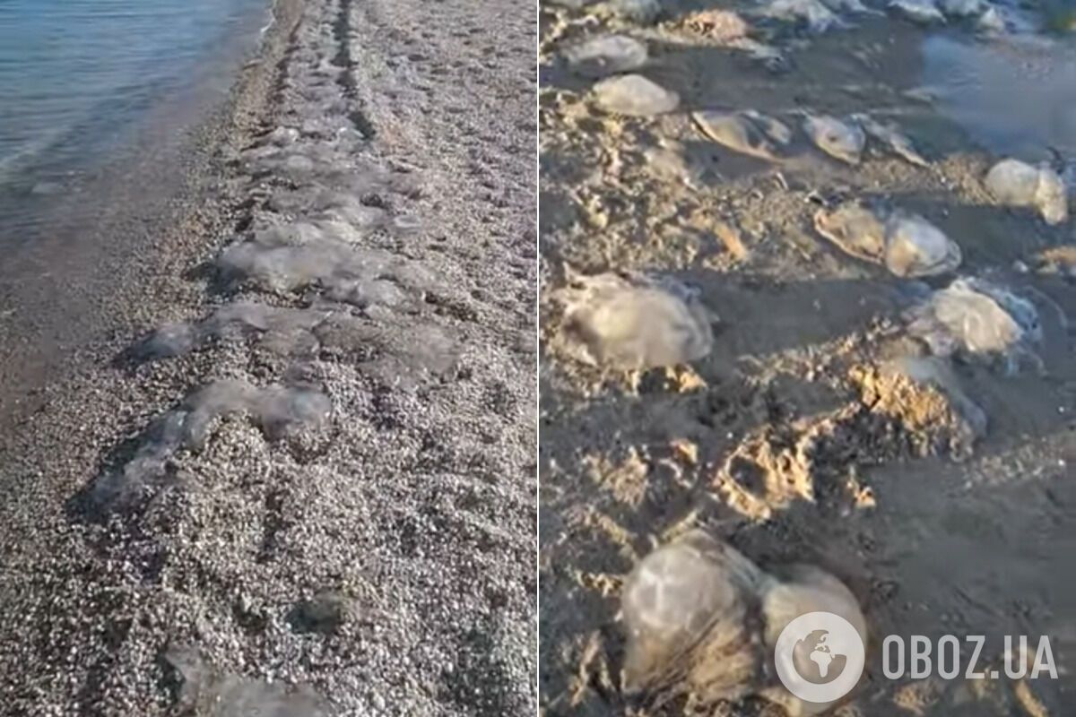 Азовское море атаковали медузы