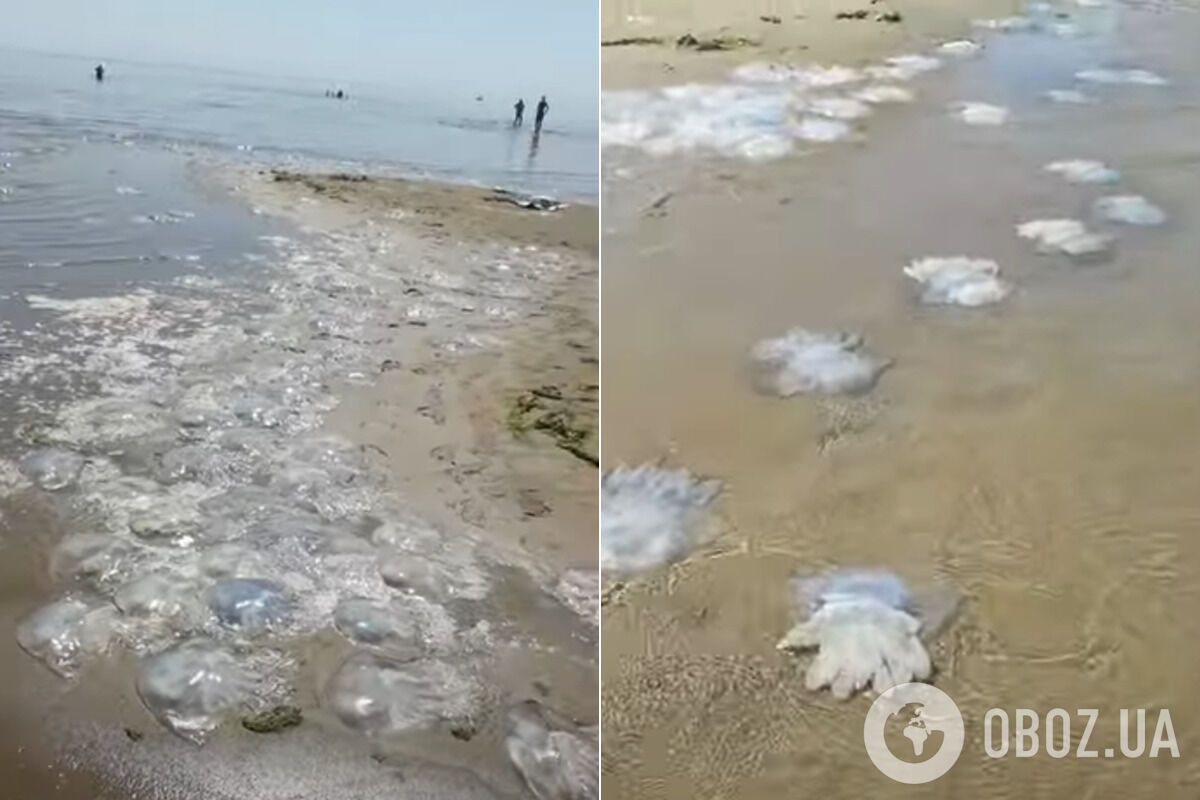 "Море" медуз на узбережжі Азовського моря