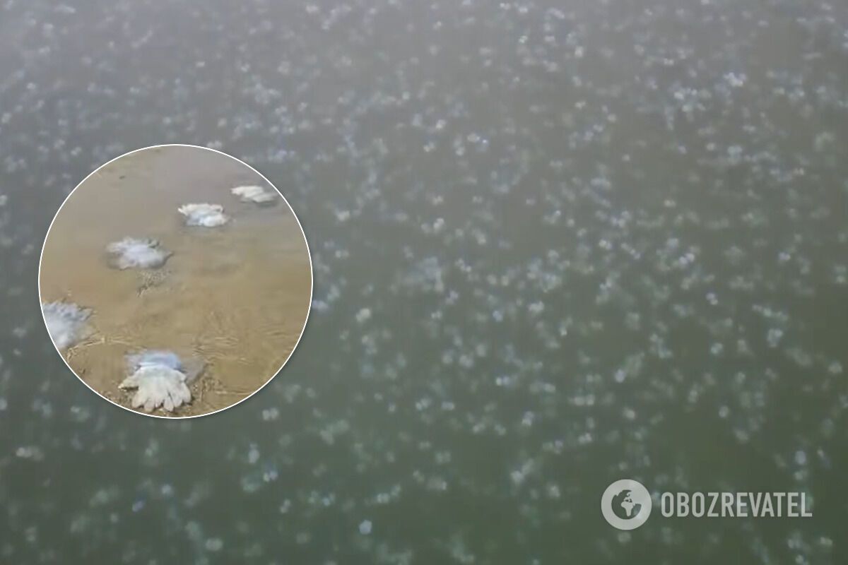 Усеянное медузами Азовское море