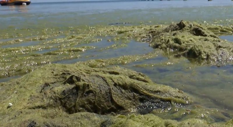 На пляжах Одессы тонны водорослей