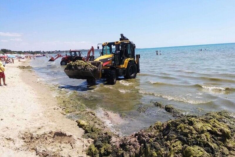 Море в Одессе покрылось водорослями