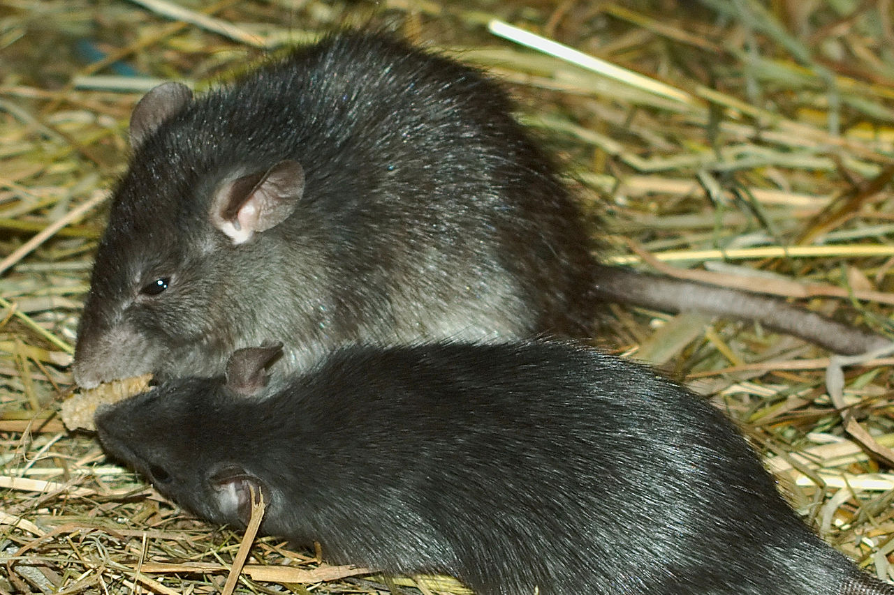 Бубонная чума передается от крыс и сурков