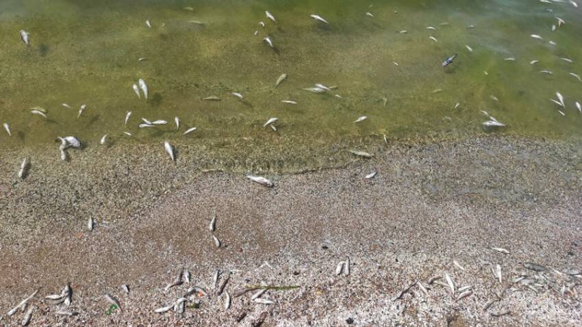 У Нікополі масовий мор риби. Фото пресслужби Нікопольської міської ради