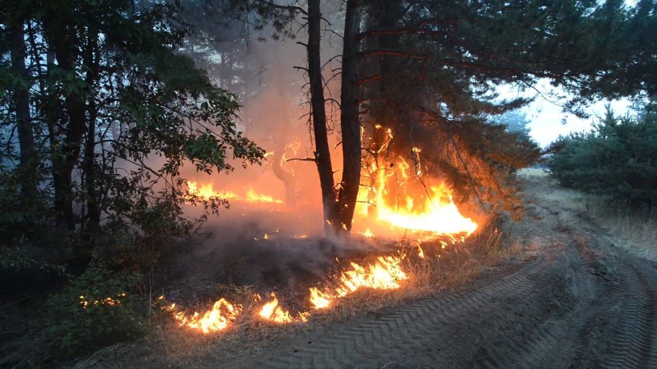 Огонь охватил целые гектары леса