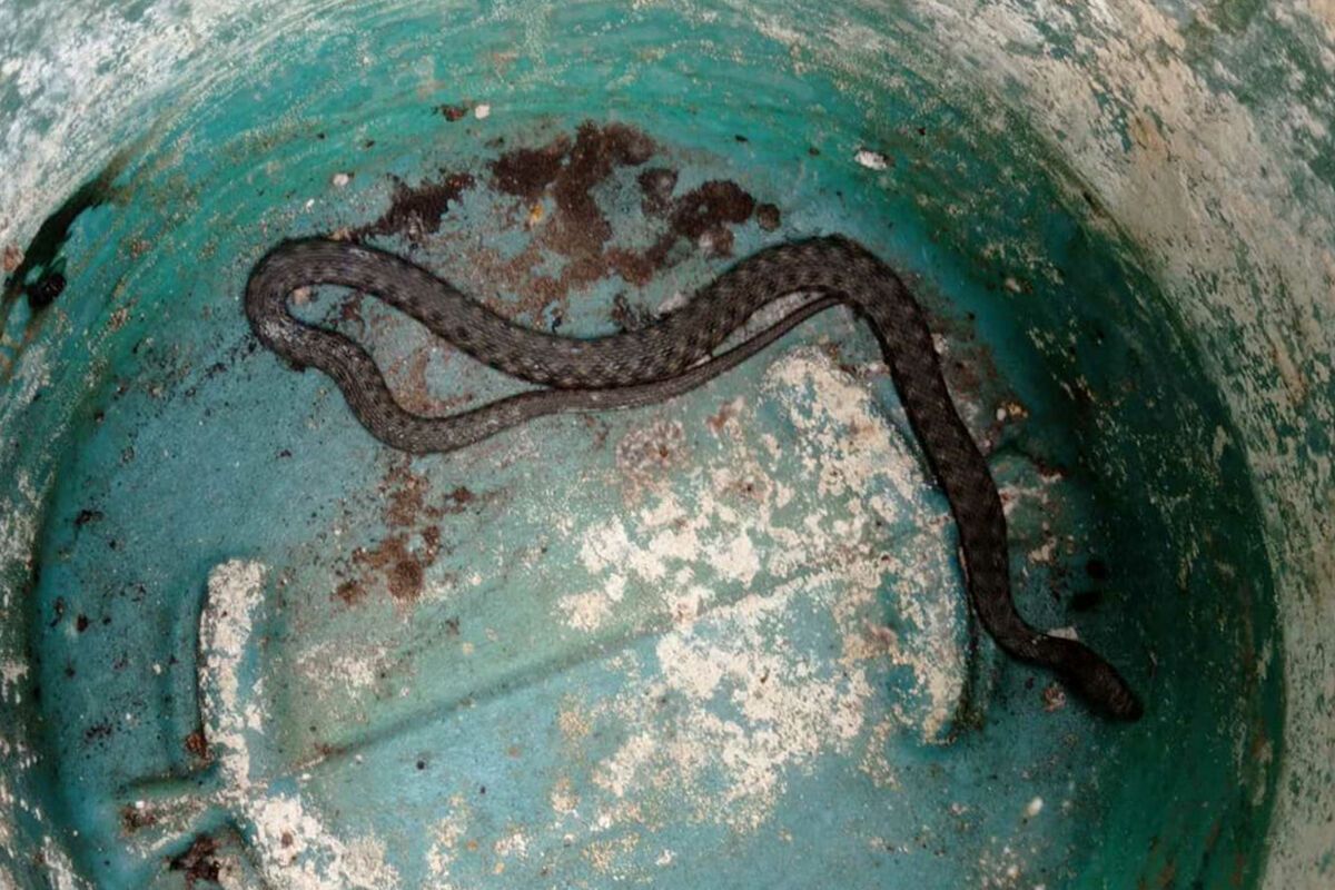 У Дніпрі біля житлового будинку виловили метрову змію. Фото пресслужби ГУ ДСНС в Дніпропетровській області