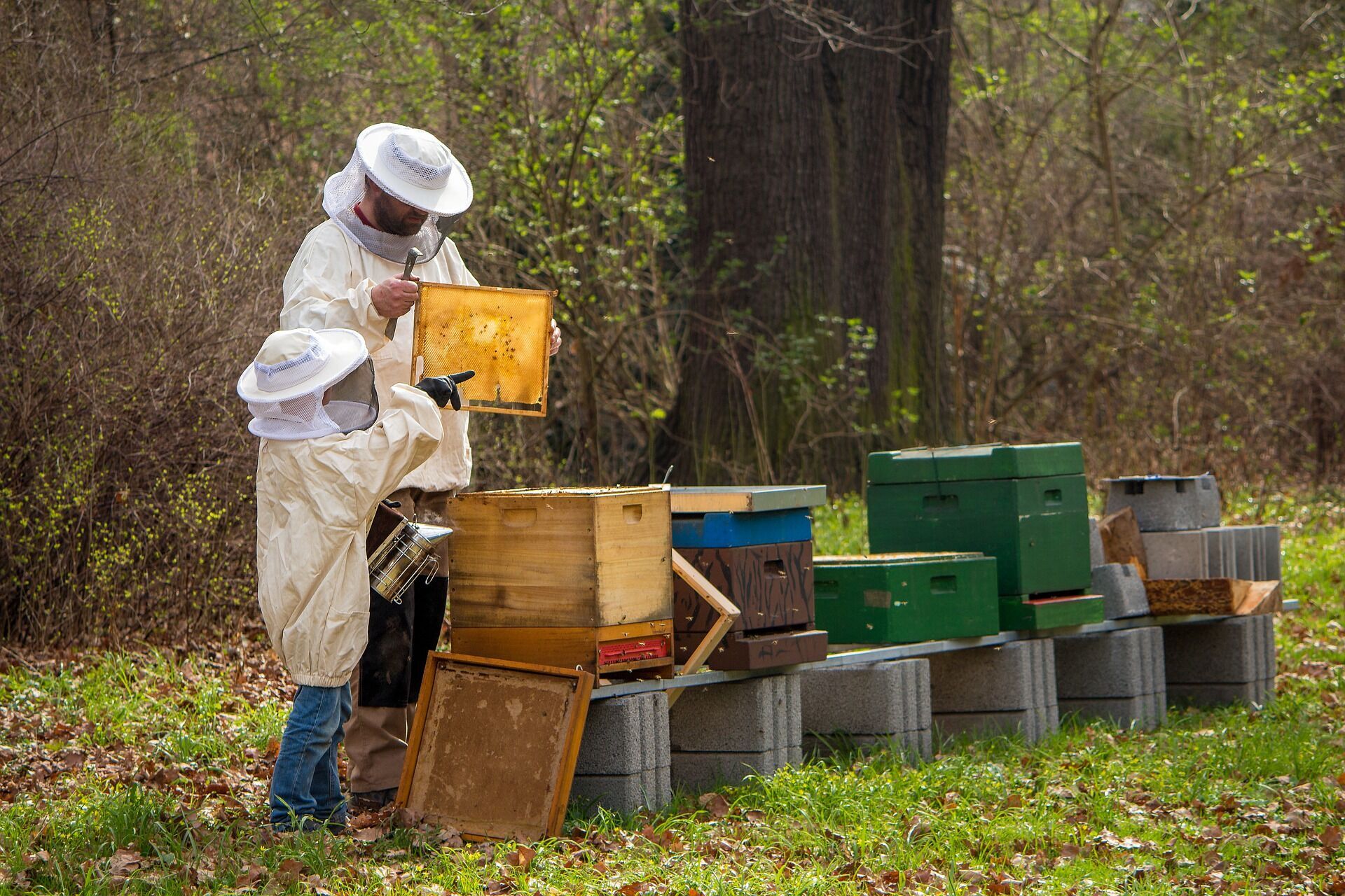 В Медовый Спас пчеловоды достают соты из ульев и святят их в церкви