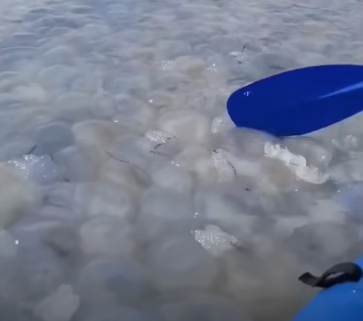 Медузы в Азовском море