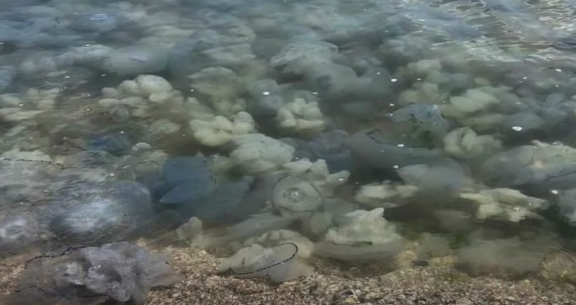 Медузи в морі на курорті Бердянська