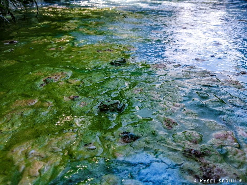 Річка Дніпро знаходиться в поганому стані. Фото Сергія Киселя