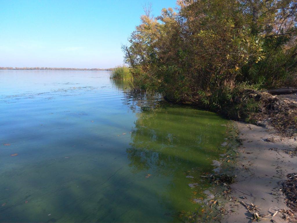 Берег річки покрився зеленою рідиною. Фото очевидців