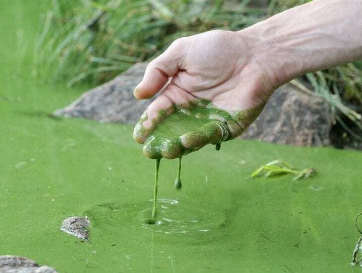 В реке развиваются цианобактерии. Фото "Наше місто"