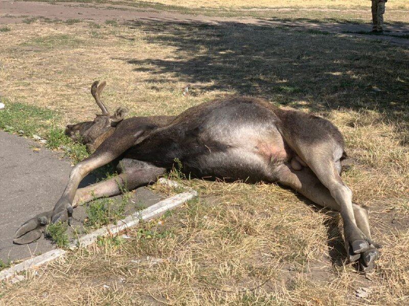 В Киеве животное погибло после столкновения с авто