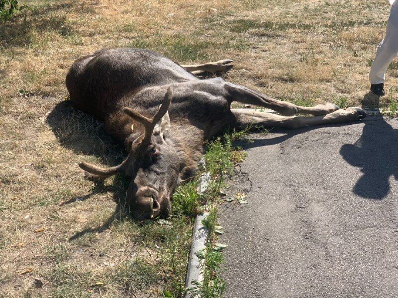 В Киеве животное погибло после ДТП