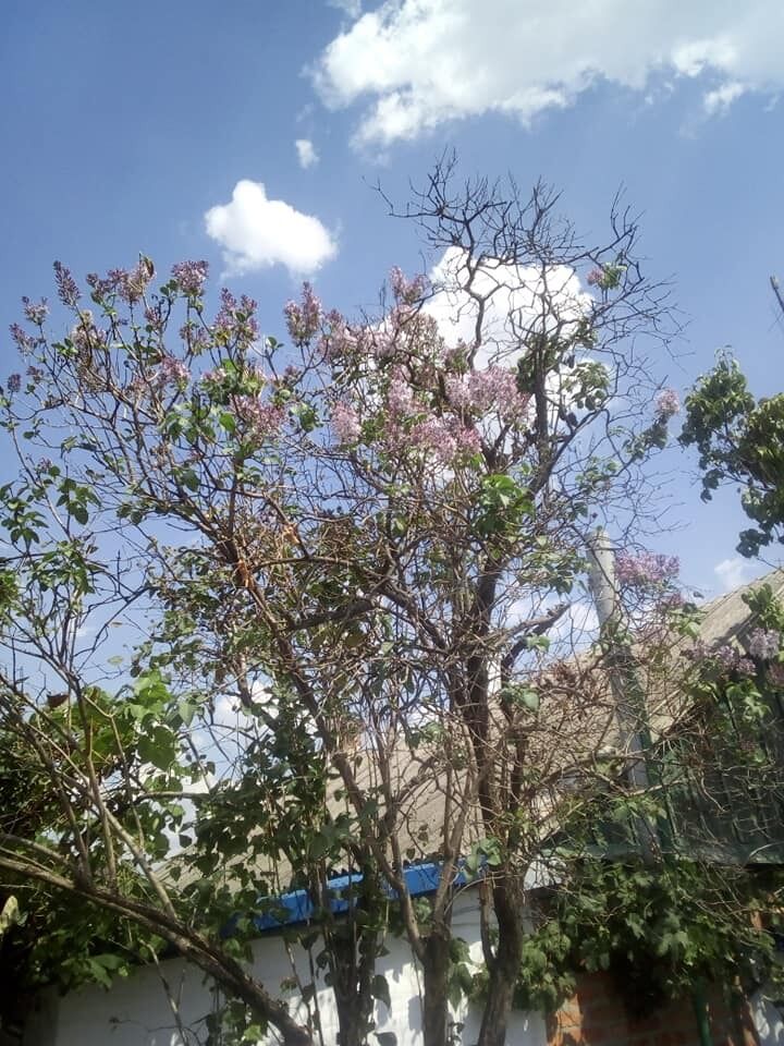 У Запорізькій області а наприкінці серпня зацвів бузок