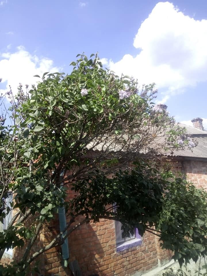 У мережі показали цвітіння бузку напередодні Дня Незалежності