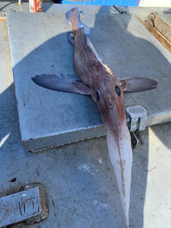 В Канаде рыбаки выловили рыбу с крыльями и носом. Фото